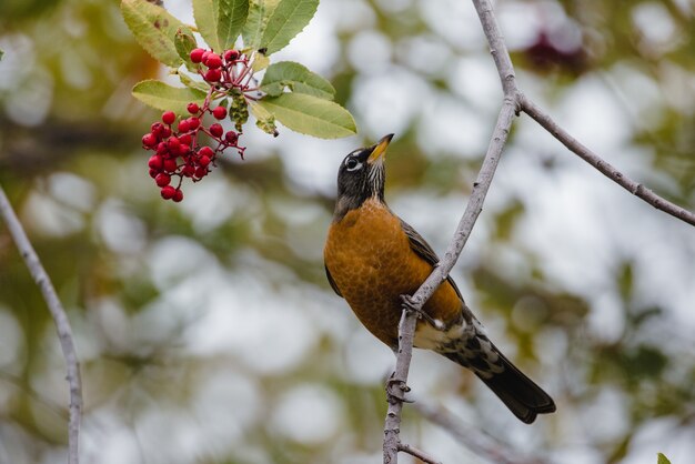 Uccello nero e marrone sul ramo di un albero durante il giorno