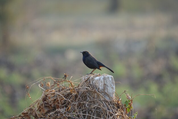 Uccello nero su un tronco di legno