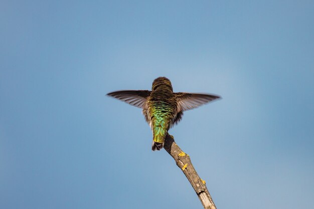 Uccello ronzio verde e marrone in volo