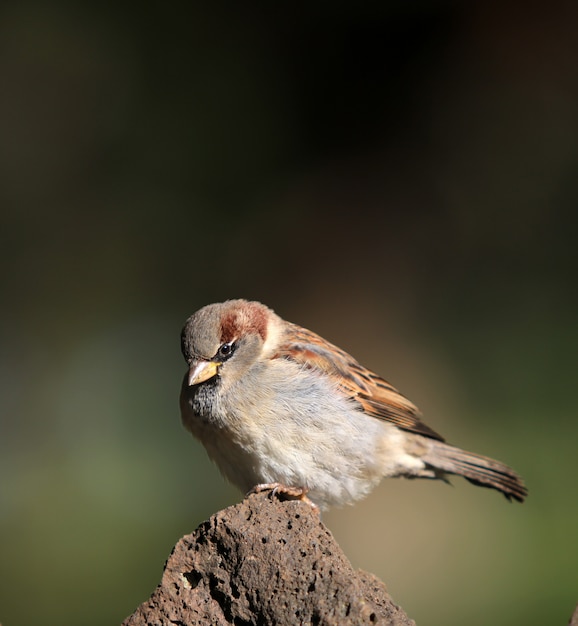 uccello seduto su una roccia con uno sfondo sfocato