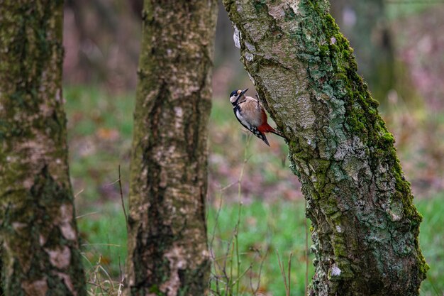 Uccello seduto sulla superficie di un albero circondato da altri alberi