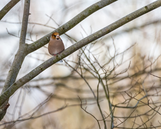 Uccello su un albero