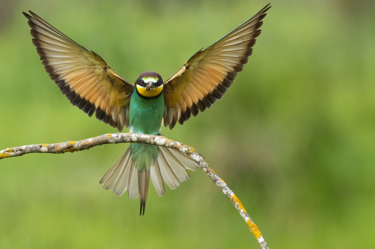 Foto gratuito uccello su un ramo