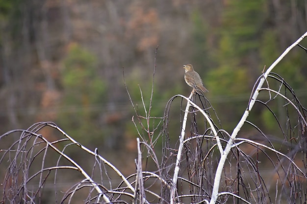 Uccello sull&#39;albero Animale in natura Sfondo colorato naturale.