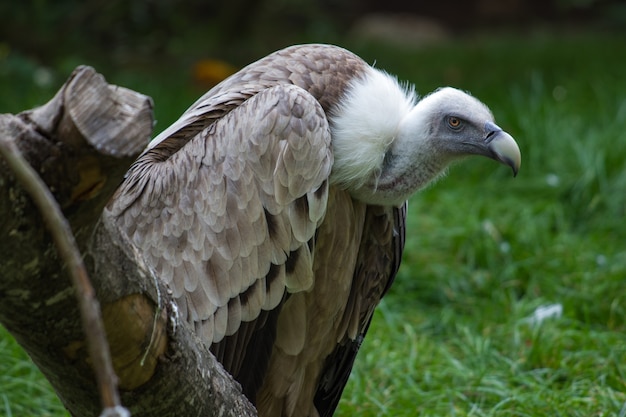 Un avvoltoio arrabbiato appoggiato sul tronco di un albero