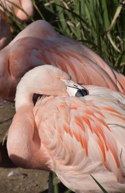 Un bel fenicottero rosa che accarezza le piume in una bella giornata.