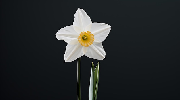 Un bel fiore di narciso bianco