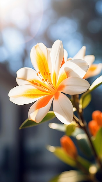 Un bellissimo fiore in natura