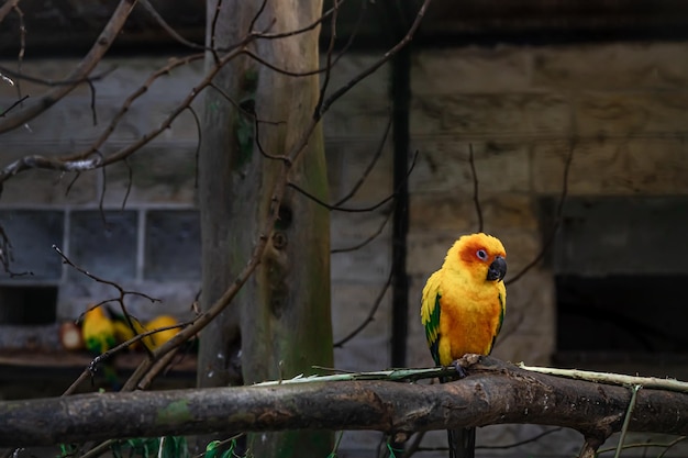 Un bellissimo pappagallo giallo in uno zoo su un albero