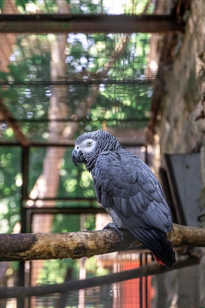 Un bellissimo pappagallo in uno zoo su un albero