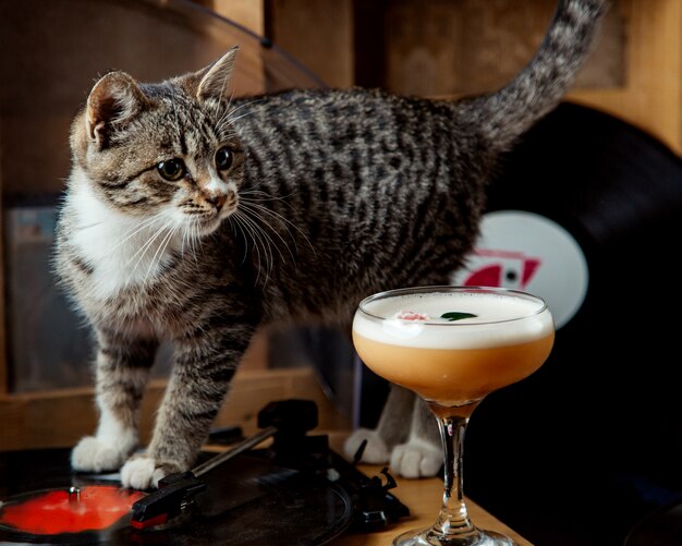 Un bicchiere di cocktail schiumoso guarnito con fiori posto accanto a un gatto