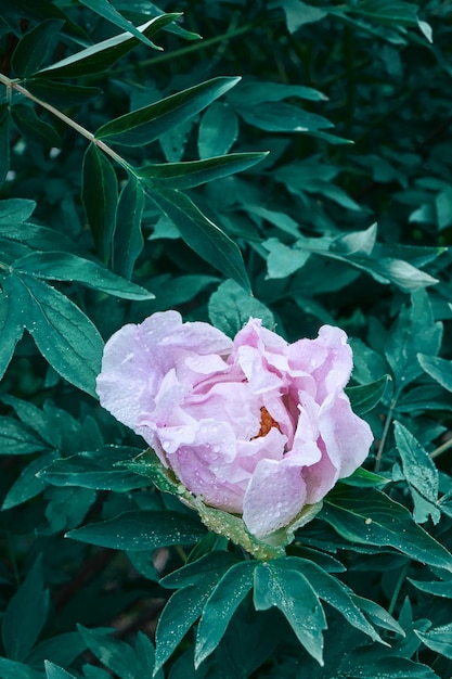 Un bocciolo di peonia rosa e una foglia verde su un cespuglio fiorito con gocce di rugiada girato in primo piano all'alba in estate in primavera in un giardino botanico Soft focus