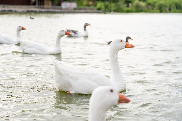 Un branco di oche bianche in un lago