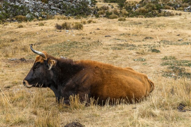 Un bufalo sdraiato su un campo con erba secca