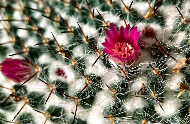 Un cactus con un fiore al centro