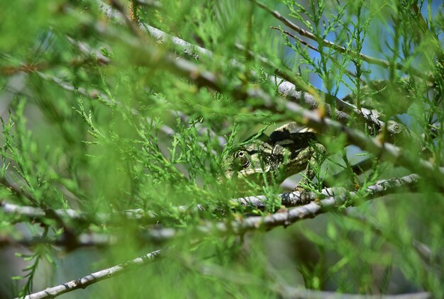 Un camaleonte adulto del Mediterraneo che cammina tra rami di tamerici africani e fiori di Cape Sorrel