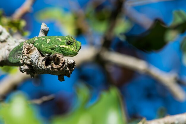 Un camaleonte mediterraneo, Chamaeleo chamaeleon, appoggiato su un ramoscello di carrubo con coda arricciata