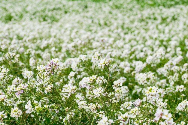 Un campo incolto ricoperto di piante e fiori a razzo a parete bianca in piena fioritura durante l'inverno, Malta
