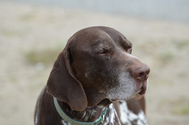 Un cane da ferma tedesco a pelo corto con un dolce termine.