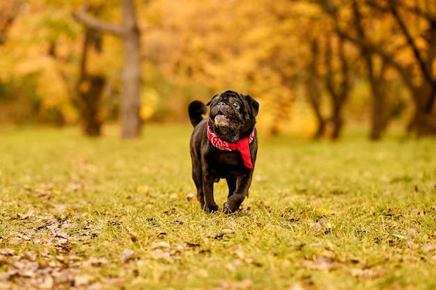 Un cane nel parco. Un bulldog nero con un collare rosso che corre nel parco