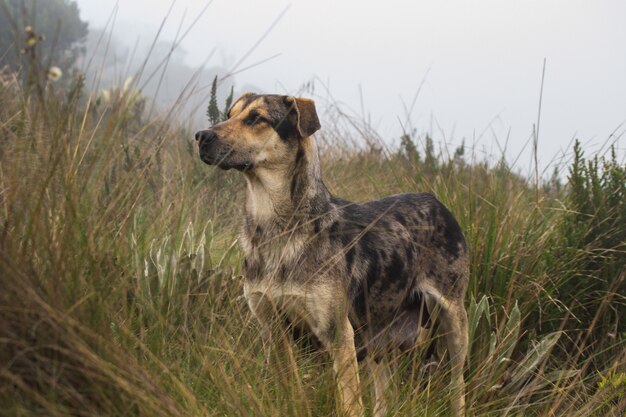 Un cane randagio magro in piedi in un campo erboso durante il giorno