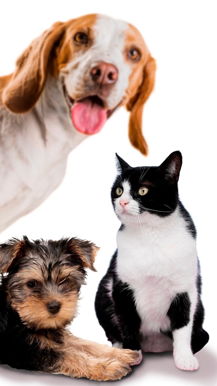 Foto gratuito un carino collage di animali domestici isolati