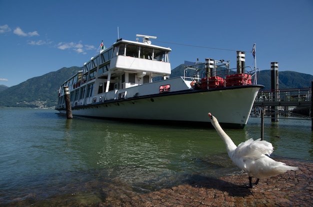 Un cigno sulla riva e una nave sulla baia