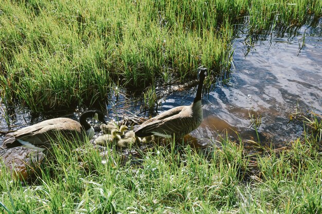 Un colpo del primo piano di due anatre che stanno nell'acqua vicino agli anatroccoli nel mezzo del campo di erba