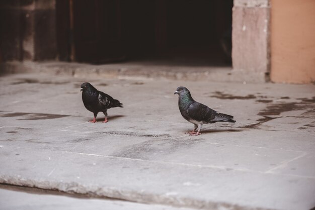 Un colpo del primo piano di due piccioni che camminano sulla terra con uno sfocato