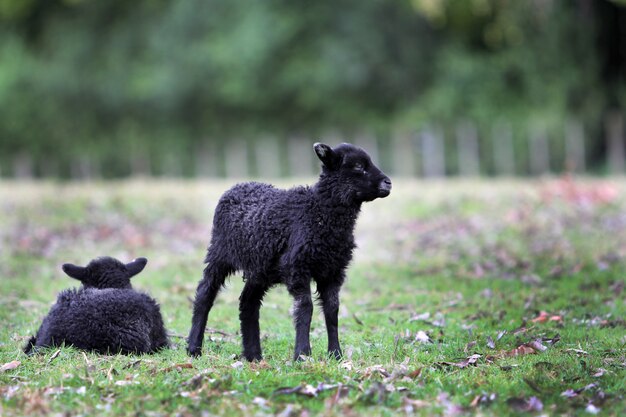 Un colpo orizzontale di due piccoli agnelli neri coperti in lana spessa nel parco di Cornovaglia, Nuova Zelanda