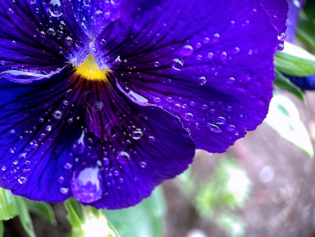 Un fiore blu con gocce d'acqua su di esso