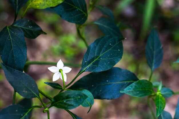 Un fiore di peperoncino verde in giardino (a cura di)