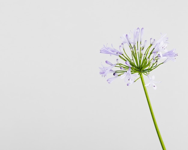 Un fiore viola con copyspace