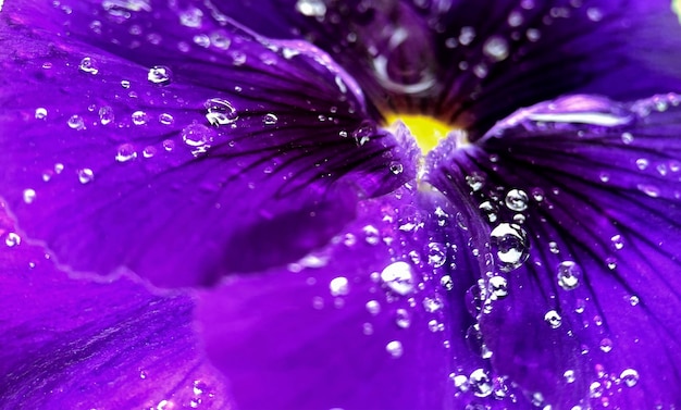 Un fiore viola con gocce d'acqua su di esso