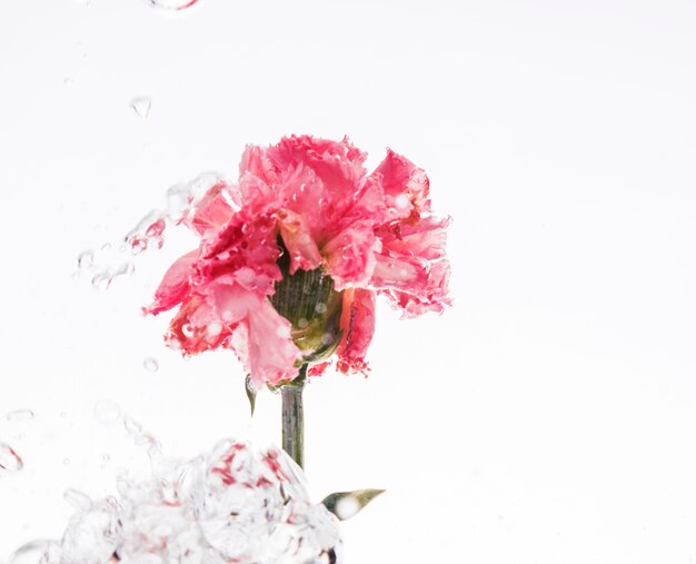 Un garofano rosa che cade in acqua