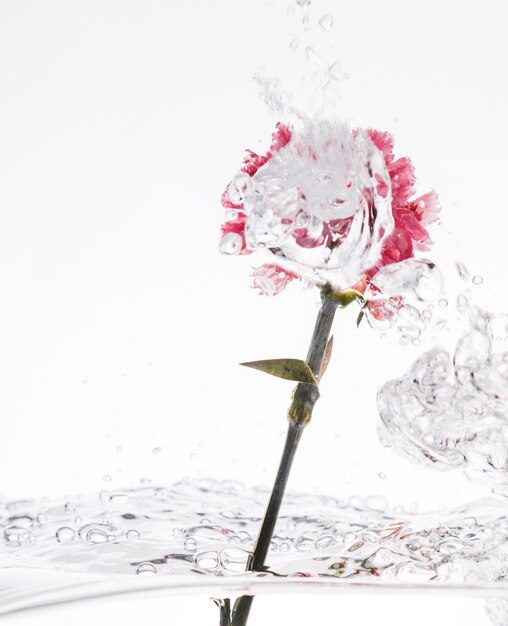 Un garofano rosa che cade in acqua
