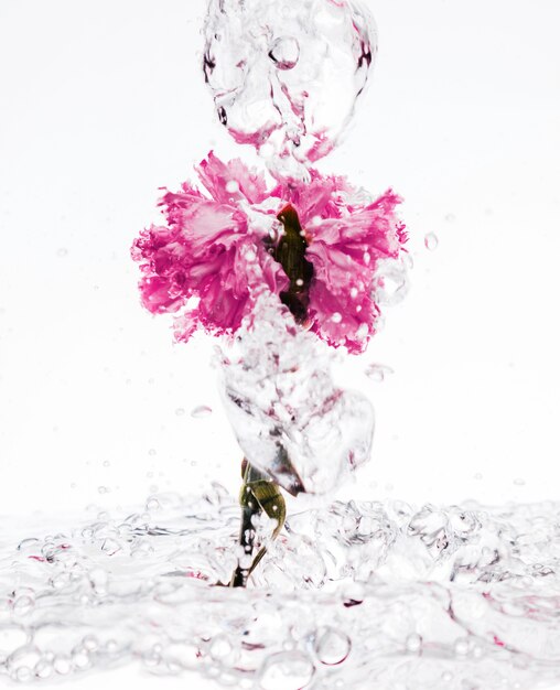 Un garofano rosa che cade in acqua