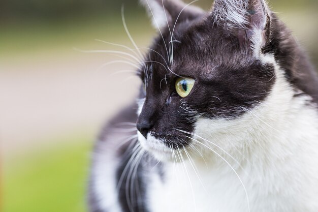 un gatto bianco e nero in soft focus seduto nel parco