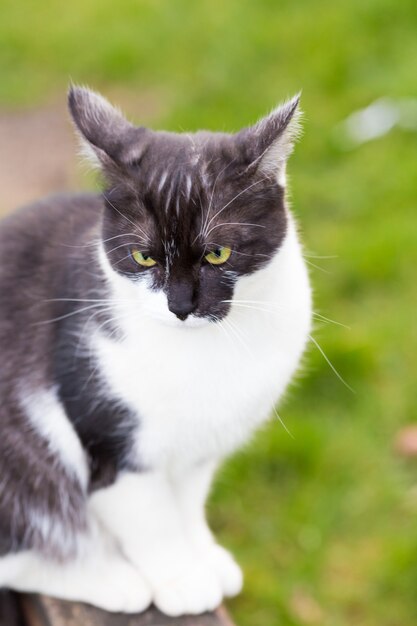 un gatto bianco e nero in soft focus seduto su un'altalena in un parco giochi