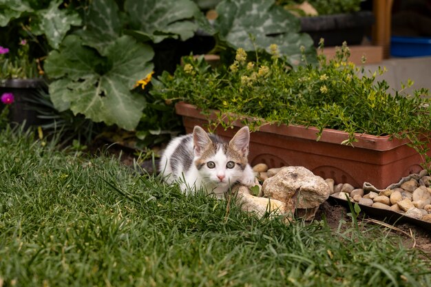 Un gatto carino che passa del tempo all'aperto