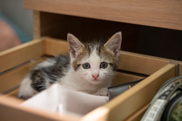 Un gatto carino che passa del tempo in casa.