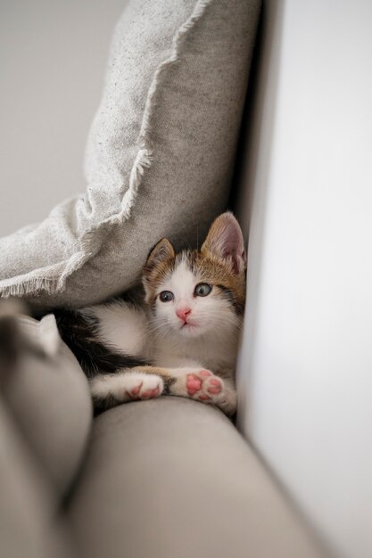 Un gatto carino che passa del tempo in casa.