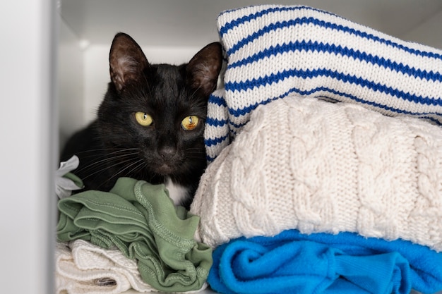 Un gatto carino che passa del tempo in casa.