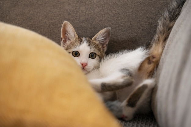 Un gatto carino che passa del tempo in casa.