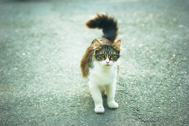 Foto gratuito un gatto domestico sveglio lanuginoso bianco marrone grigio all'aperto o nel parco