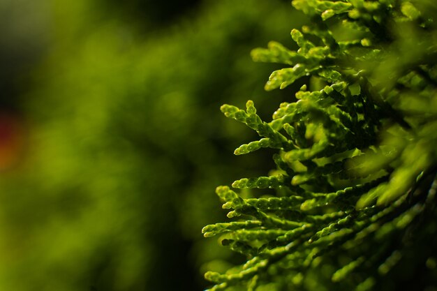 Un grande cespuglio verde cresce nel giardino, immagine con un focus su un piccolo ramoscello
