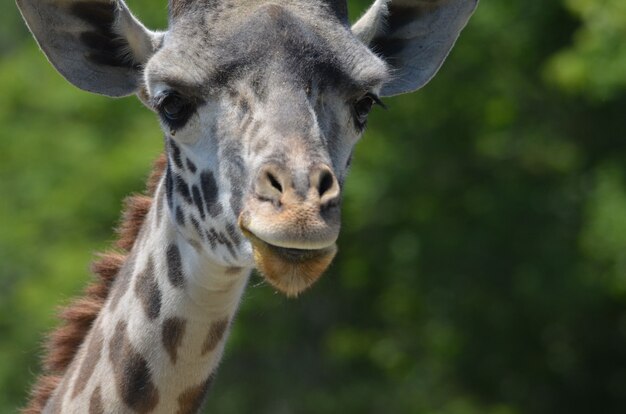 Un grande sguardo al volto di una giraffa da vicino e personale.