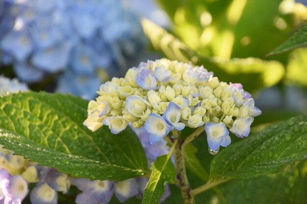 Un grazioso cespuglio di ortensie in erba pastello pronto a sbocciare