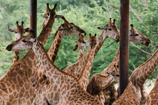Un gruppo di giraffe in uno zoo all&#39;aperto