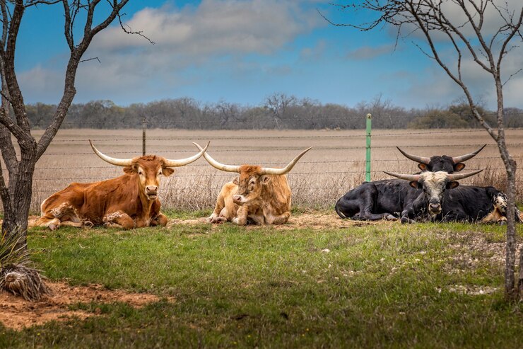 Foto gratuito un gruppo di texas longhorncattles rilassante sull'erba